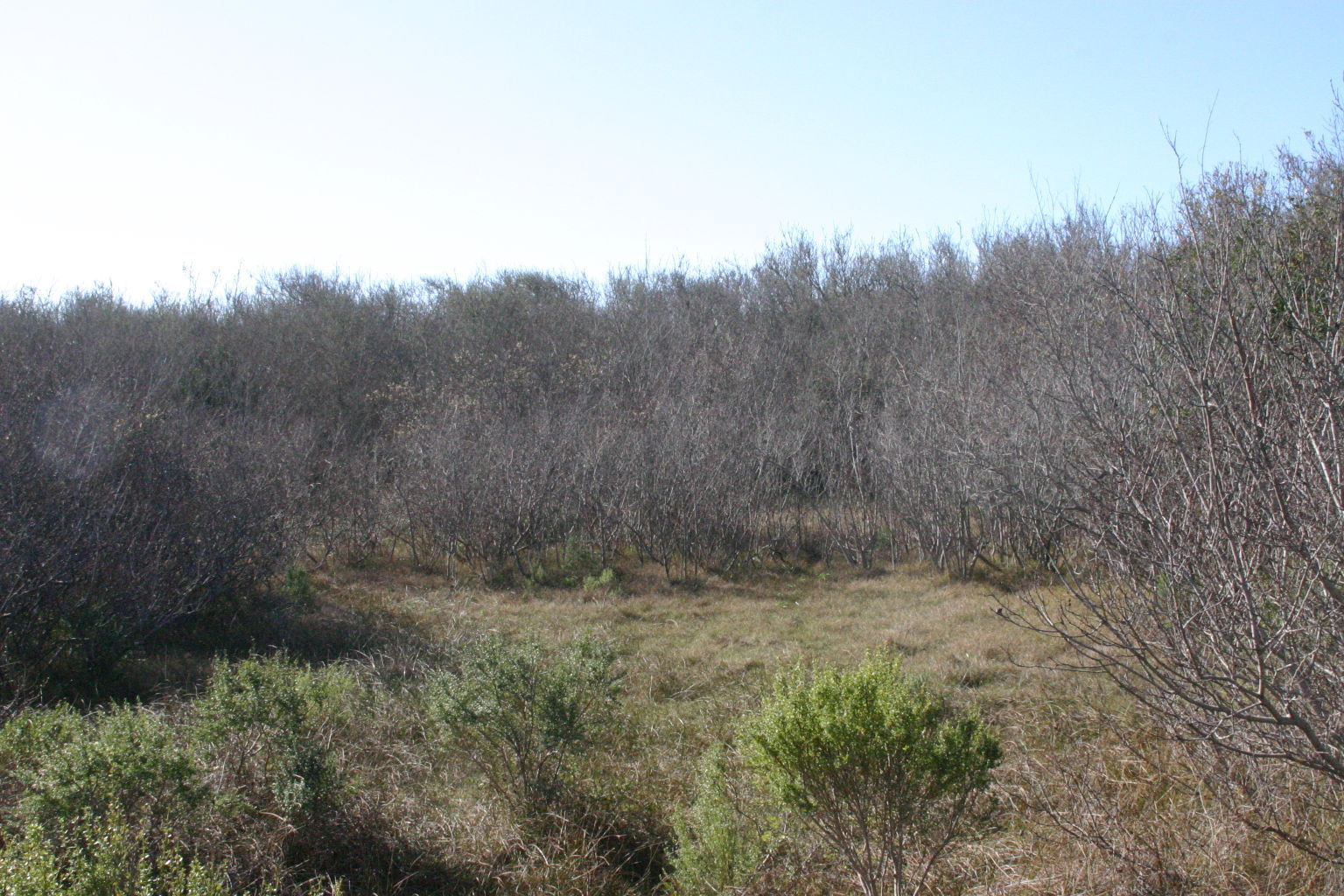 Oso Flaco Boardwalk